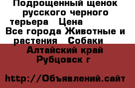 Подрощенный щенок русского черного терьера › Цена ­ 35 000 - Все города Животные и растения » Собаки   . Алтайский край,Рубцовск г.